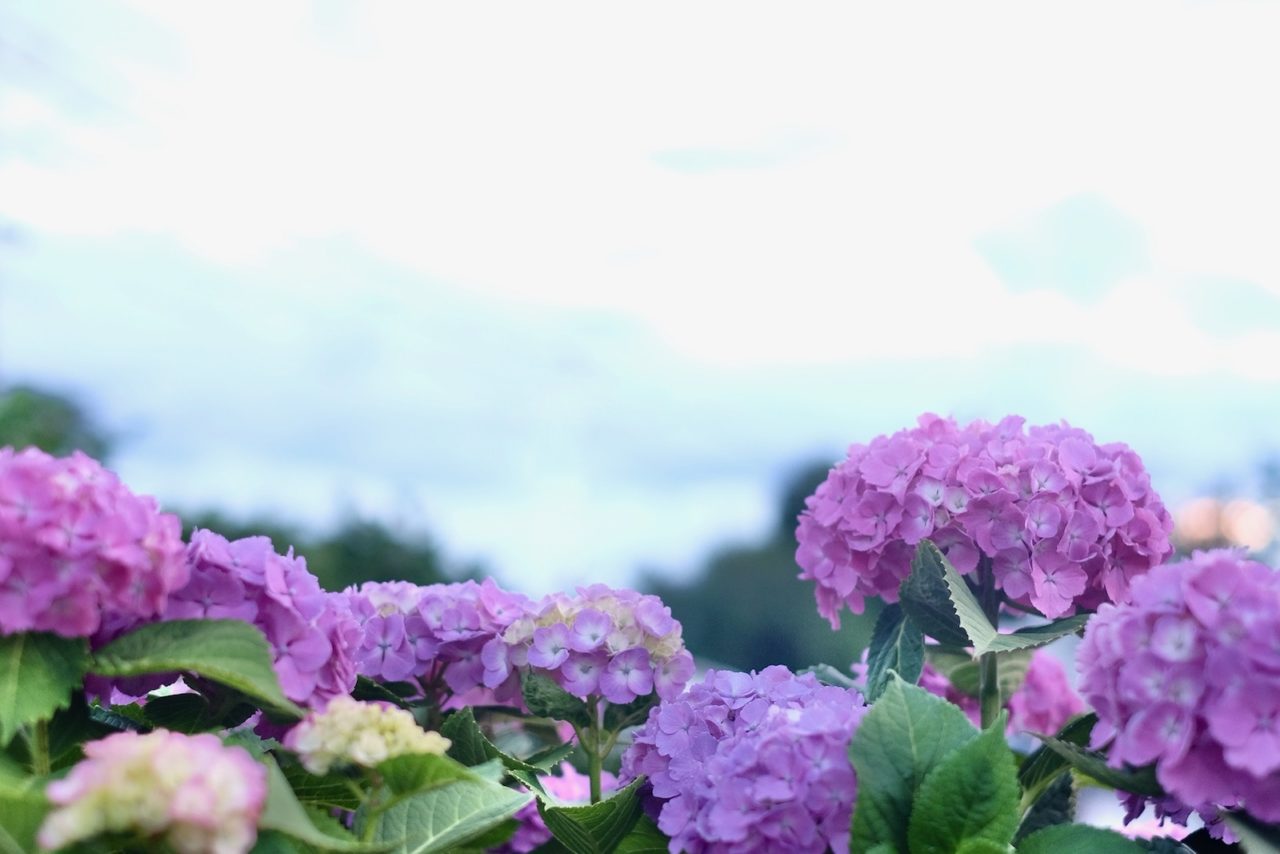 写真：紫陽花